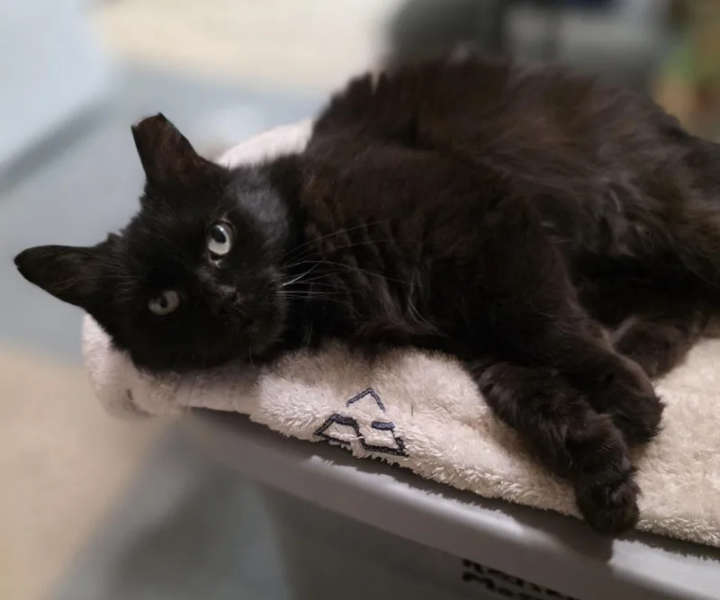 An adult medium-sized female Domestic Medium Hair cat named Missy for adoption in Leesburg, VA