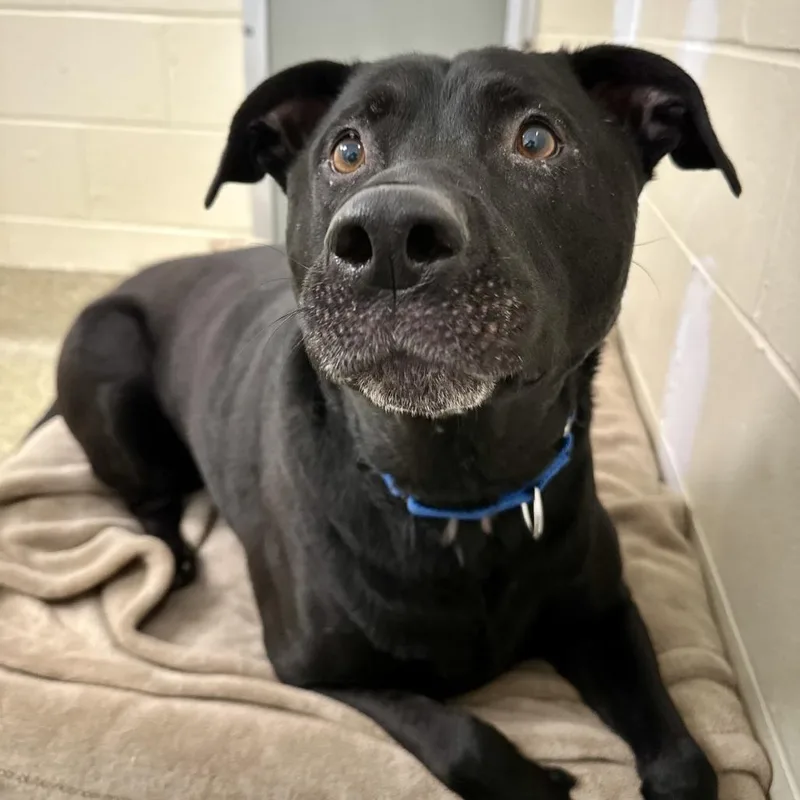 An adult large-sized male Black Mixed Breed dog named Atlas for adoption in Bedford, NH