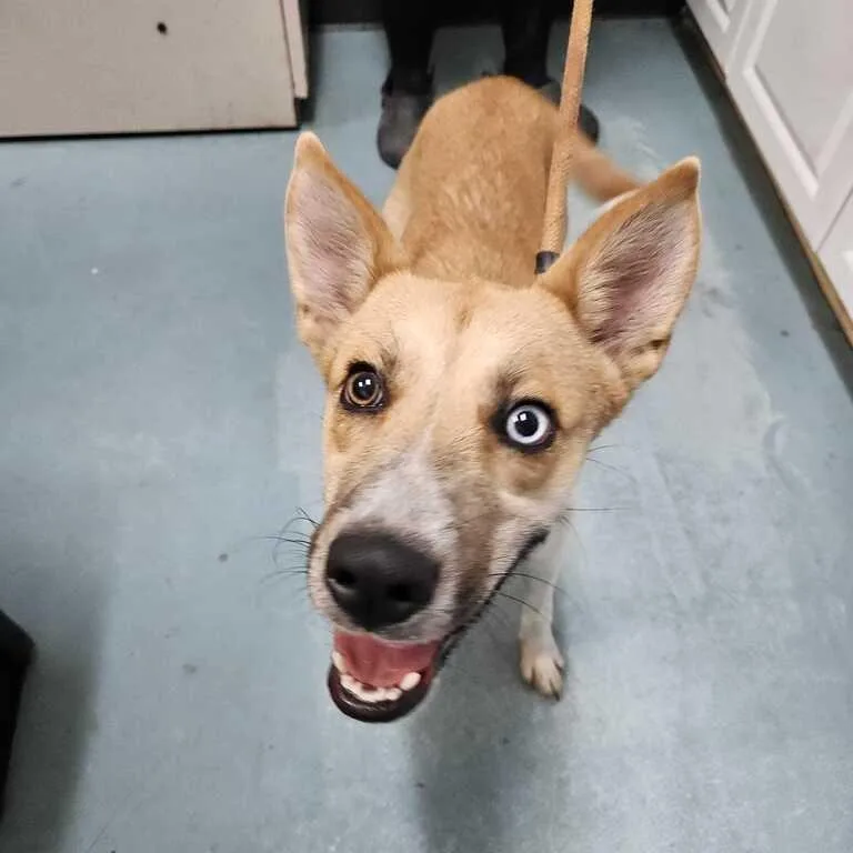 A young medium-sized female Mixed Breed dog named Lyric for adoption in Chesapeake, VA