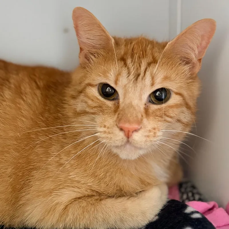 An adult large-sized male Buff / Tan / Fawn Domestic Short Hair cat named Link for adoption in Aldie, VA