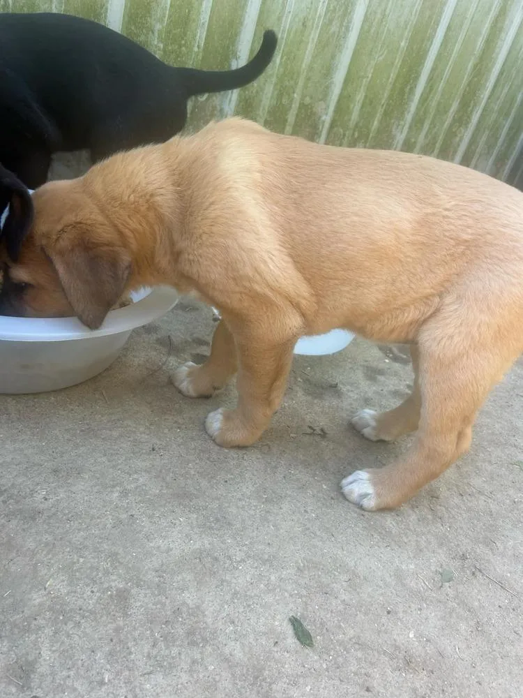 Coco Pups : Colbie thumbnail 2
