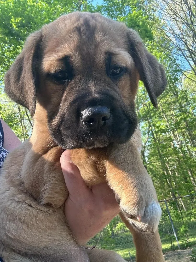 Coco Pups : Colbie thumbnail 4