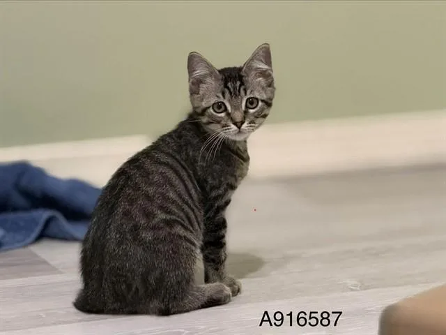 A baby small-sized male Domestic Short Hair cat named Jared for adoption in Sacramento, CA