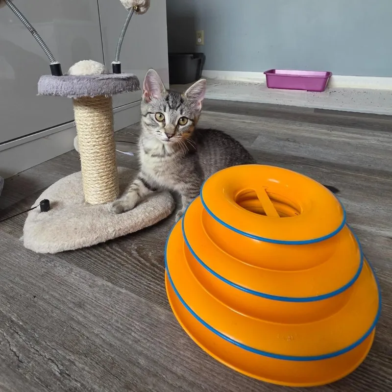 A baby medium-sized female Domestic Short Hair cat named Glinda for adoption in Findlay, OH