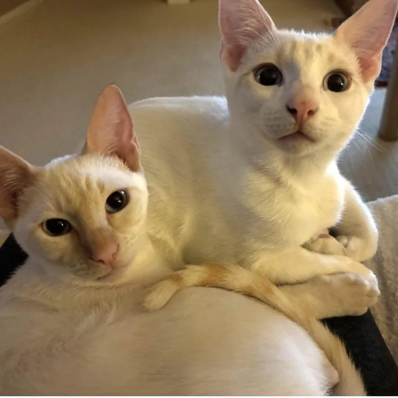 A young small-sized female White Siamese cat named Amber for adoption in League City, TX