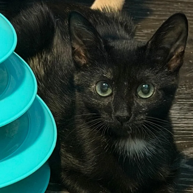 A baby small-sized female Tortoiseshell Domestic Short Hair cat named Bridget for adoption in Cincinnati, OH