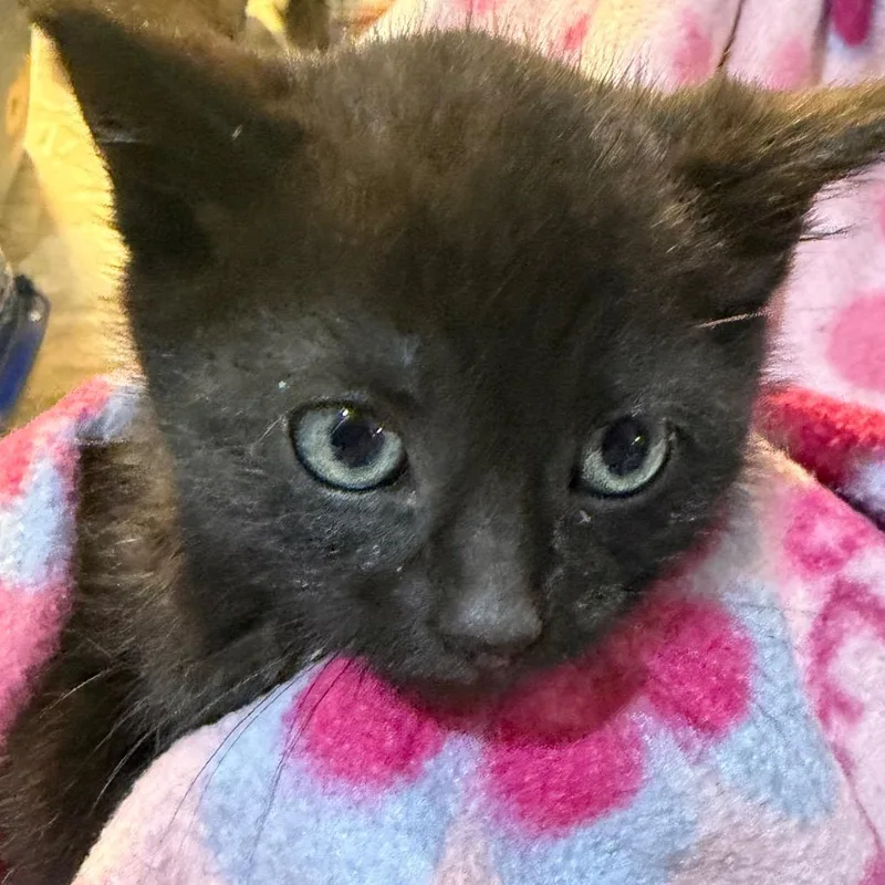 A baby small-sized female Black Domestic Short Hair cat named Salome for adoption in Waldorf, MD