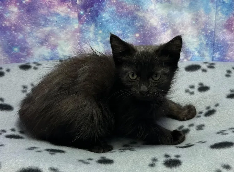 A baby small-sized male Domestic Medium Hair cat named Garrett for adoption in Washington Court House, OH
