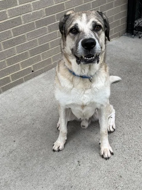 An adult large-sized male Mixed Breed dog named Max for adoption in Dallas, TX