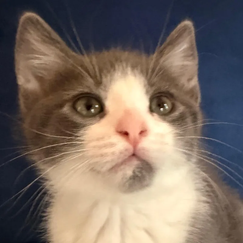 A baby small-sized female Gray / Blue / Silver Domestic Short Hair cat named Amber Allenca for adoption in Tallahassee, FL