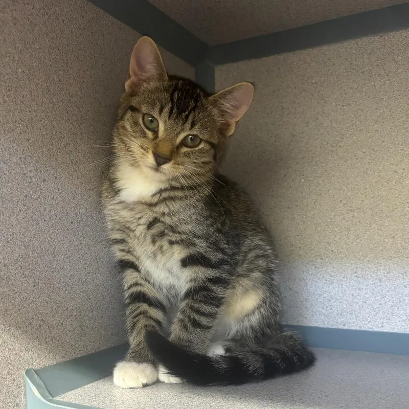 A baby small-sized female Black Domestic Short Hair cat named Arch for adoption in Marshalltown, IA
