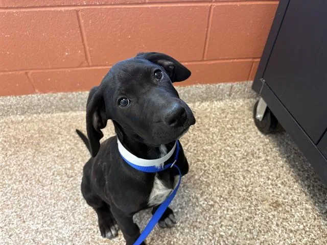 A baby small-sized male Labrador Retriever dog named Tootsie for adoption in Colorado Springs, CO