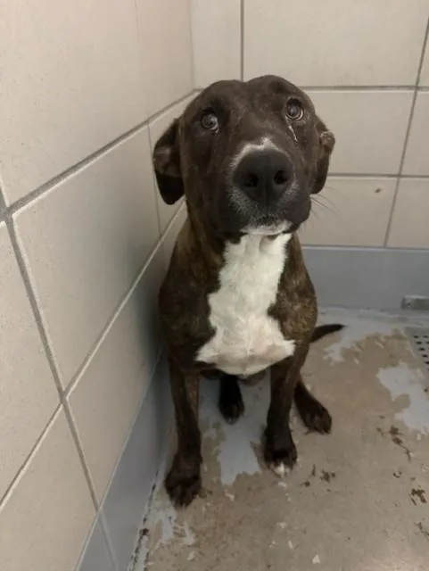 A young large-sized male Staffordshire Bull Terrier dog named Caramel for adoption in Houston, TX