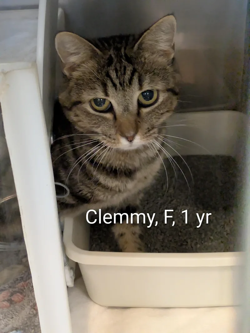 An adult medium-sized female Tabby (Brown / Chocolate) Domestic Short Hair cat named Clemmy for adoption in Bedford, VA