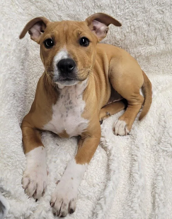 A baby large-sized female Red / Chestnut / Orange Pit Bull Terrier dog named Myra for adoption in Lisbon, OH