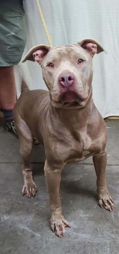 A young medium-sized female Pit Bull Terrier dog named Selena for adoption in Swainsboro, GA