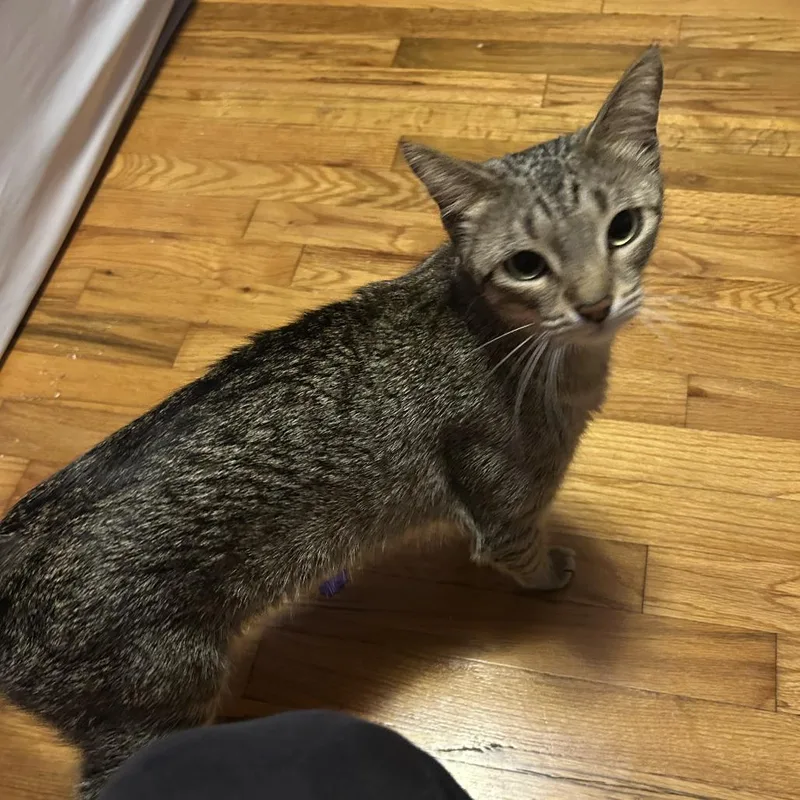 An adult small-sized female Brown / Chocolate Domestic Short Hair cat named Nugget  Home To for adoption in South Elgin, IL