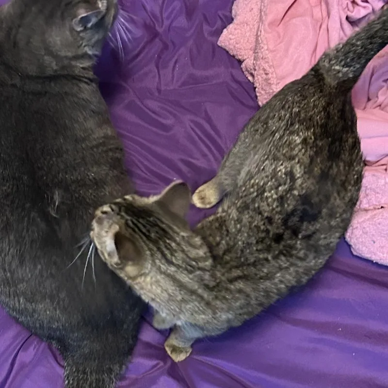 Nugget  Home To thumbnail 2