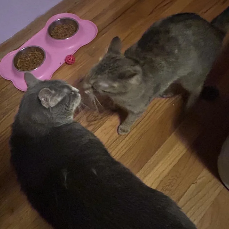 Nugget  Home To thumbnail 3