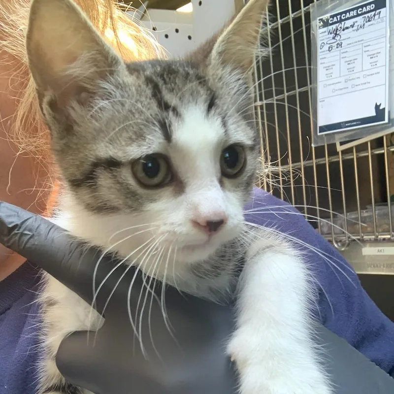 A baby small-sized female Brown / Chocolate Domestic Short Hair cat named Baby Kat for adoption in Baltimore, MD