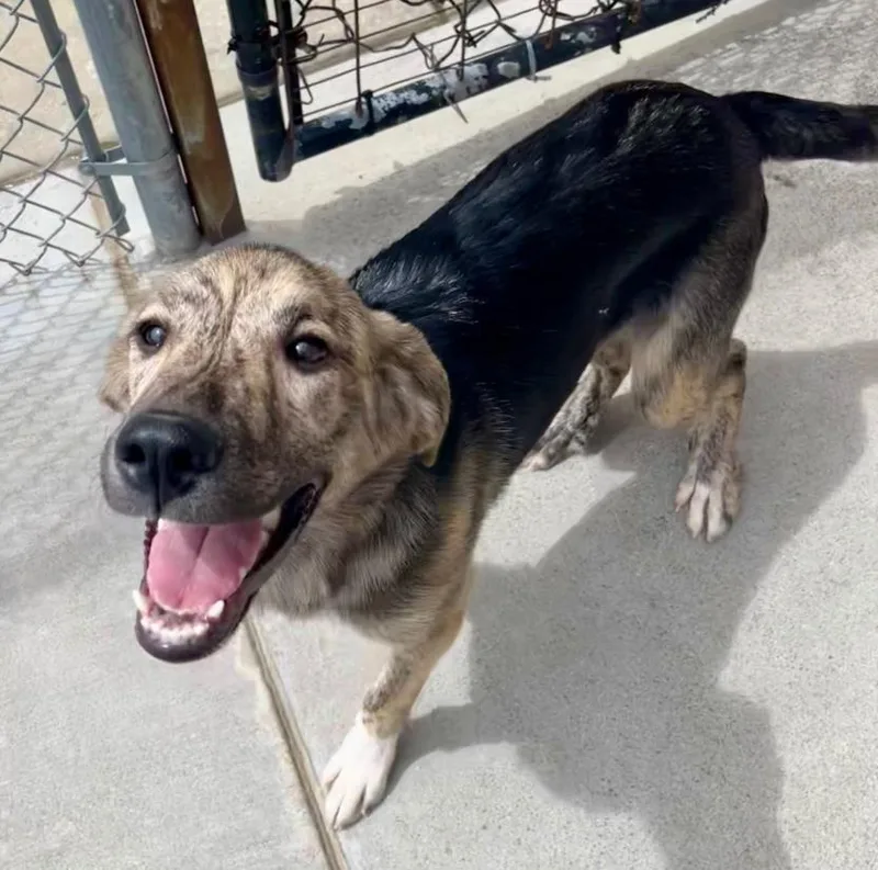 A young medium-sized female German Shepherd Dog dog named Margo for adoption in Tulsa, OK