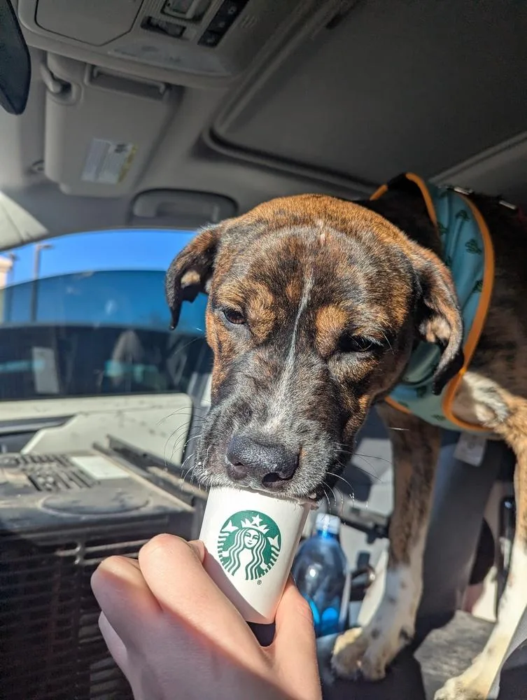A young medium-sized female Mastiff dog named Beatrix for adoption in Kalamazoo, MI
