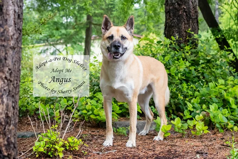 An adult large-sized male Yellow / Tan / Blond / Fawn German Shepherd Dog dog named Angus for adoption in Shelton, WA