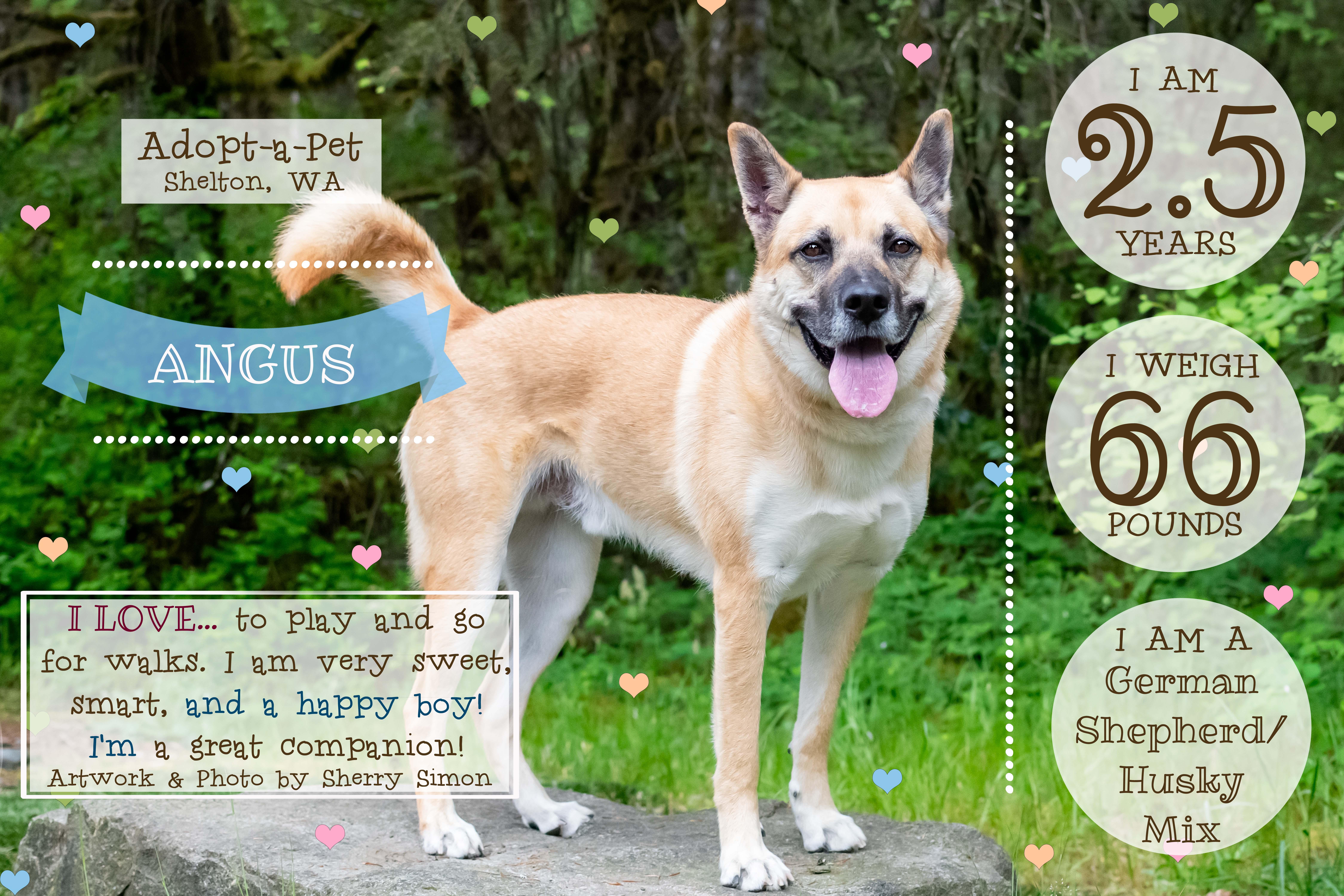 Angus thumbnail 3