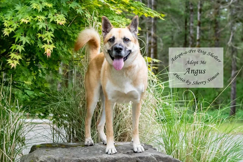 Angus thumbnail 5