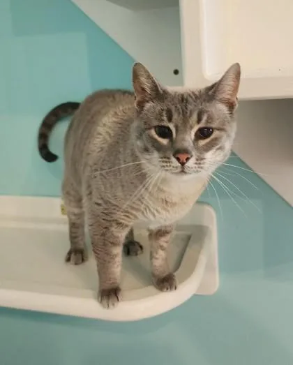 An adult medium-sized female Gray / Blue / Silver Siamese cat named Nona for adoption in Fairfield, IA