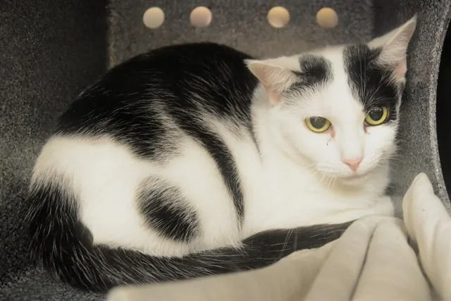 An adult medium-sized female Domestic Short Hair cat named Pumpkin for adoption in Colorado Springs, CO