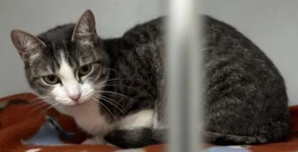 A young small-sized female Domestic Short Hair cat named Nadia for adoption in Cumming, GA