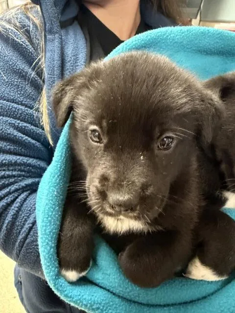 A baby small-sized female Pit Bull Terrier dog named Ilany for adoption in Riverside, CA