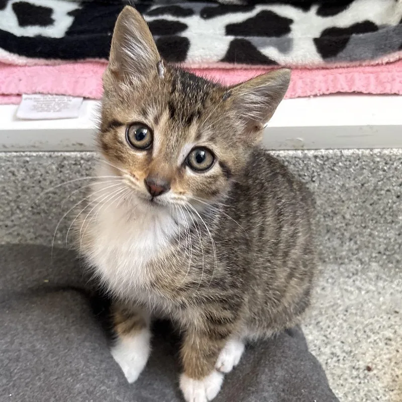 A baby small-sized female Brown / Chocolate Domestic Short Hair cat named Poppy for adoption in Naperville, IL