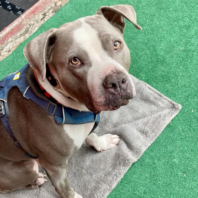 An adult large-sized male Gray / Blue / Silver Pit Bull Terrier dog named Cliffy for adoption in Berkeley, CA