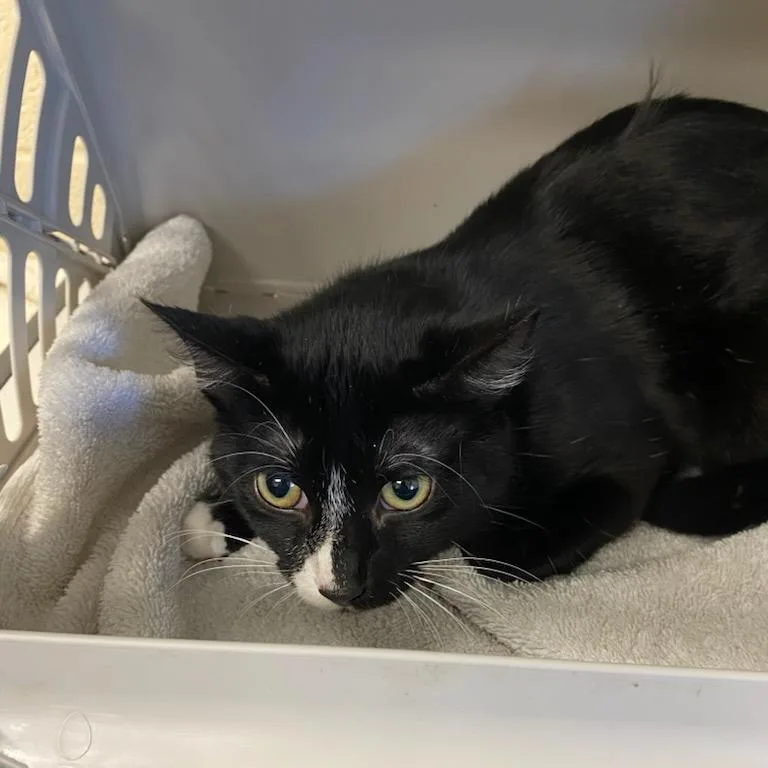 A young medium-sized male Black Domestic Short Hair cat named Tux for adoption in Memphis, TN