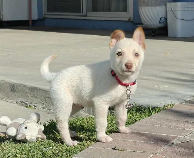 A baby small-sized male Siberian Husky dog named Benito for adoption in Ontario, CA