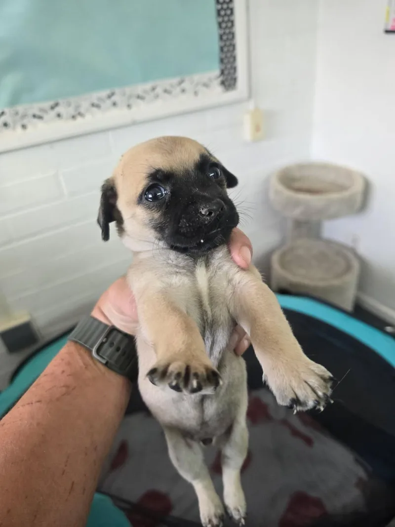 A baby small-sized male Yellow / Tan / Blond / Fawn Rat Terrier dog named Dexter for adoption in Globe, AZ
