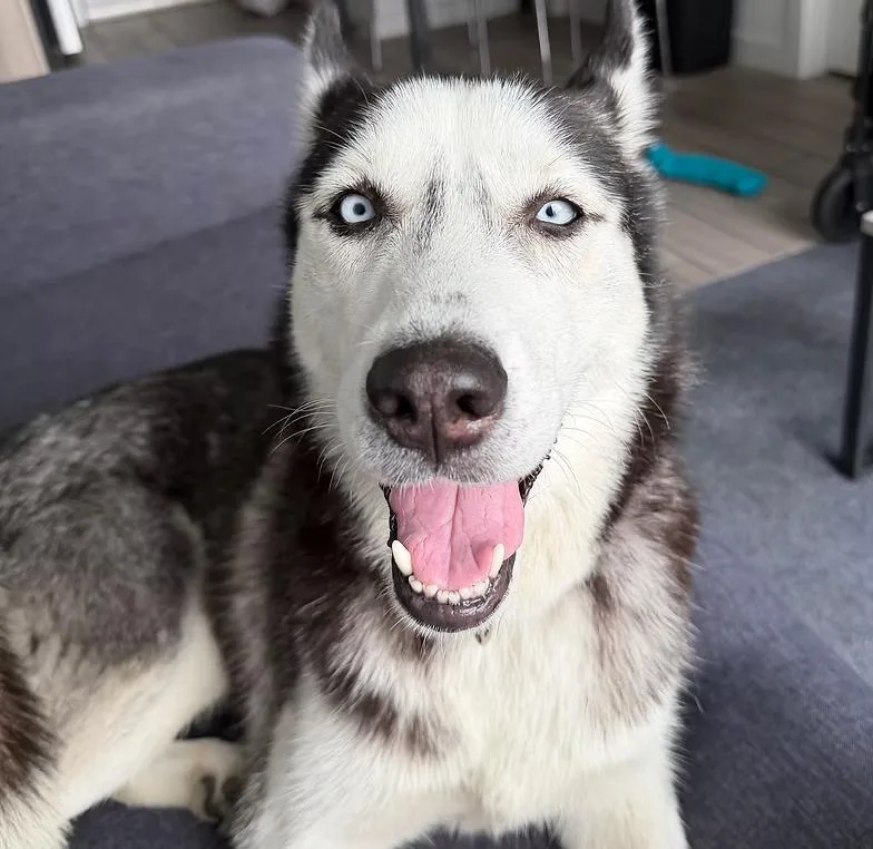 A young medium-sized female Black Husky dog named Lyla for adoption in West Palm Beach, FL