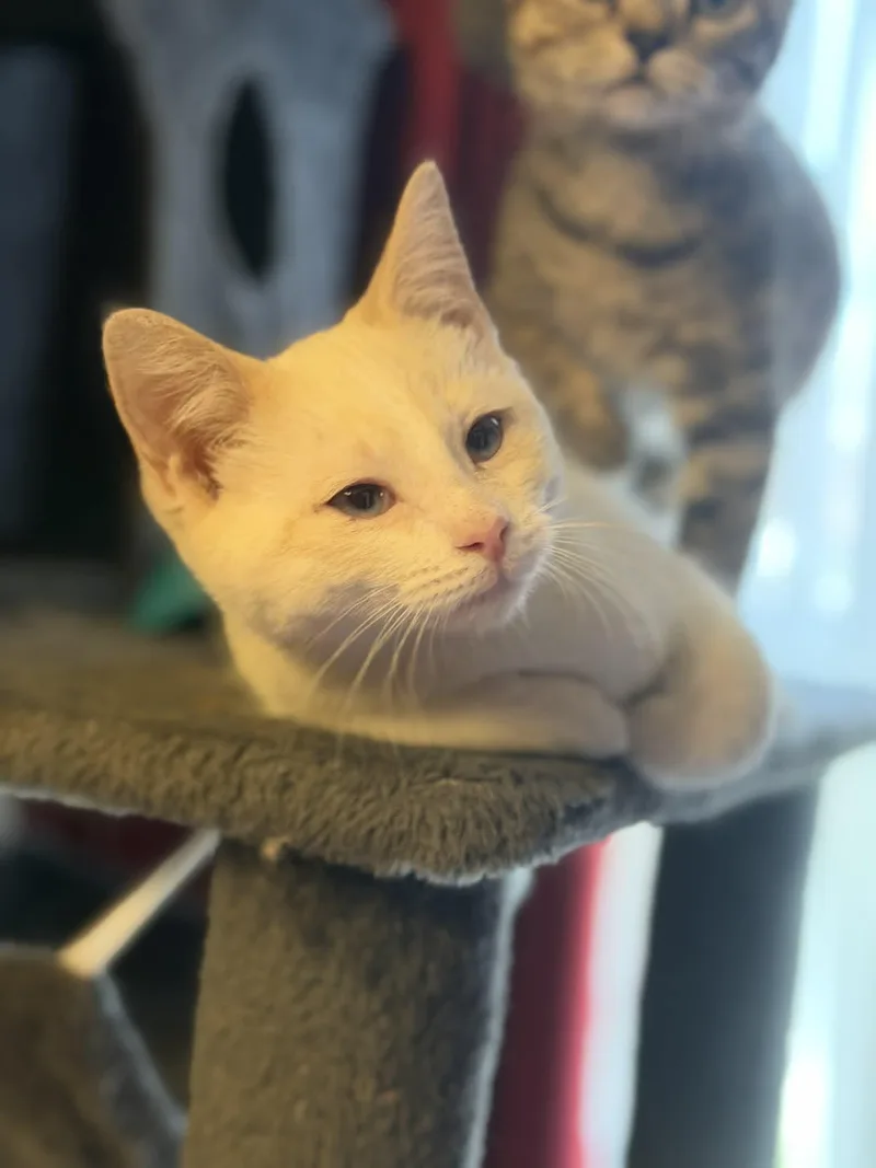 A young medium-sized male Domestic Short Hair cat named Hardy for adoption in Fulton, NY
