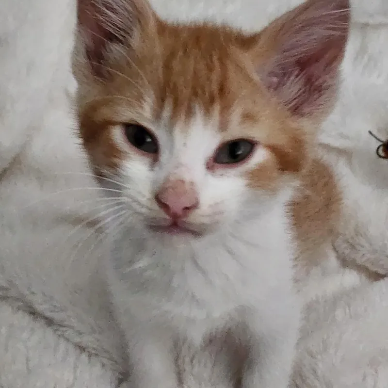 A baby medium-sized male Orange & White Domestic Short Hair cat named Oliver for adoption in Graham, WA