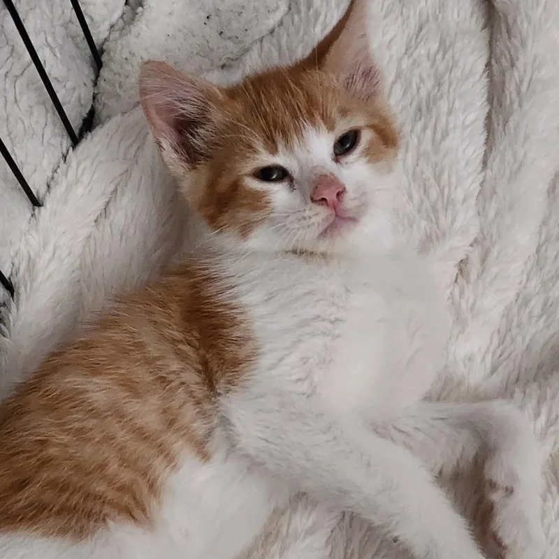 Oliver thumbnail 2