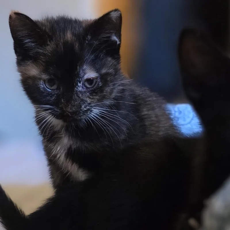 A baby small-sized female Calico Domestic Short Hair cat named Totoro for adoption in Tustin, CA