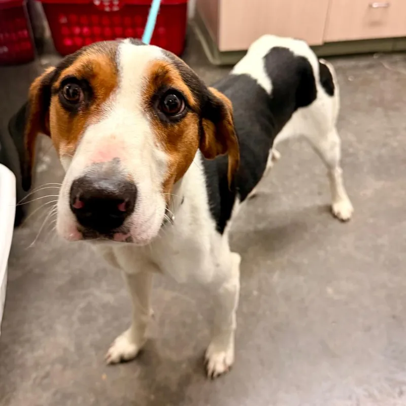 An adult medium-sized male White / Cream Treeing Walker Coonhound dog named Walker for adoption in Evensville, TN