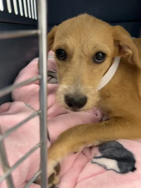 A baby large-sized female Labrador Retriever dog named Buttercup for adoption in Mesa, AZ