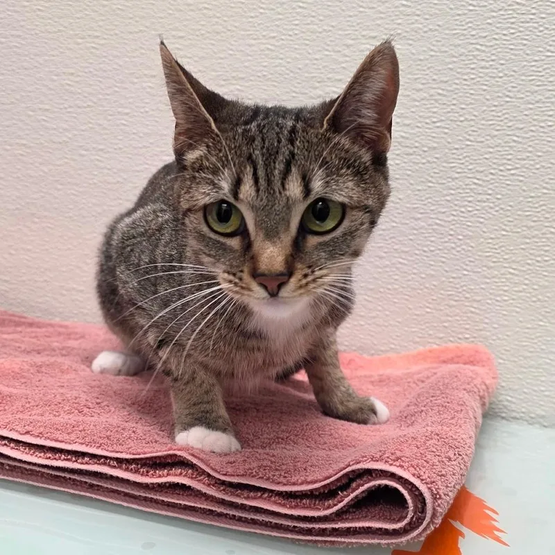 An adult medium-sized female Brown / Chocolate Domestic Short Hair cat named Wenda for adoption in Albuquerque, NM