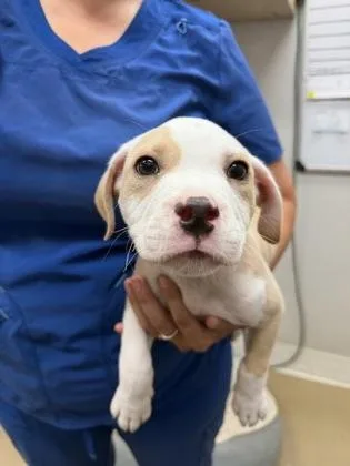 A baby large-sized male American Bulldog dog named Bumper for adoption in Port Saint Joe, FL