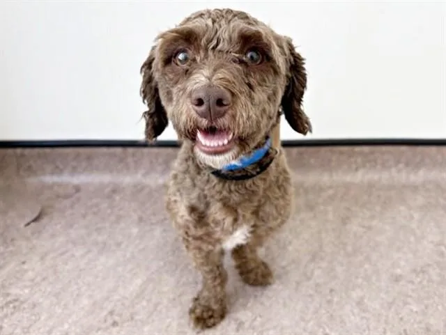 A young small-sized male Terrier dog named Harvey for adoption in Saint Louis, MO