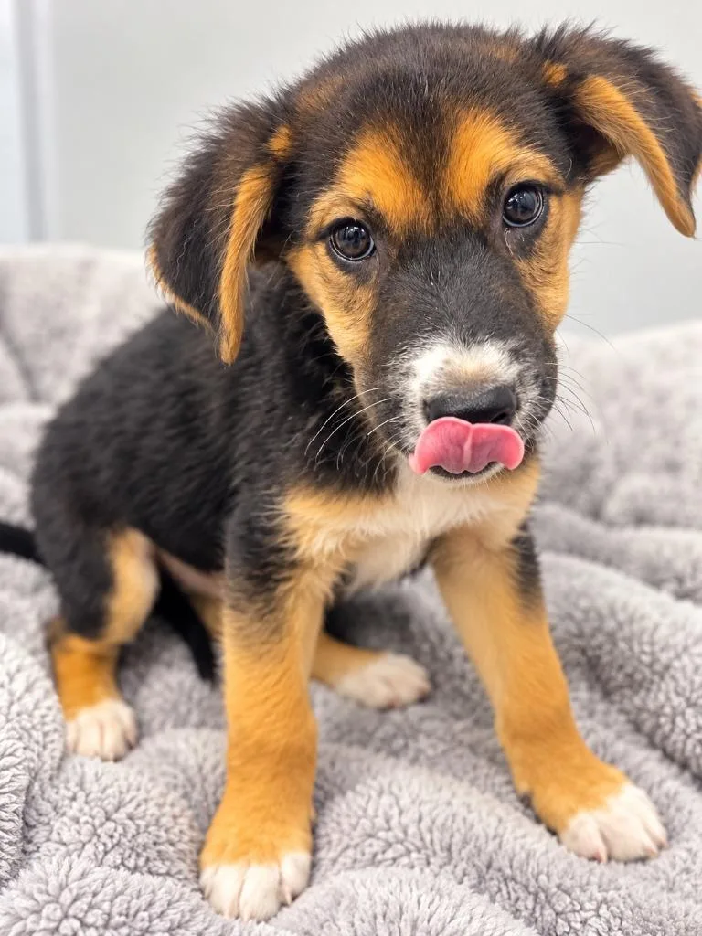 A baby medium-sized male Australian Cattle Dog / Blue Heeler dog named Zion for adoption in Seven Points, TX