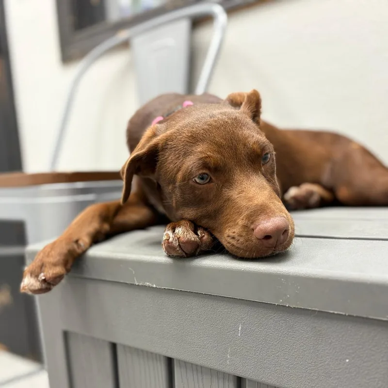 Creme Brulee thumbnail 2